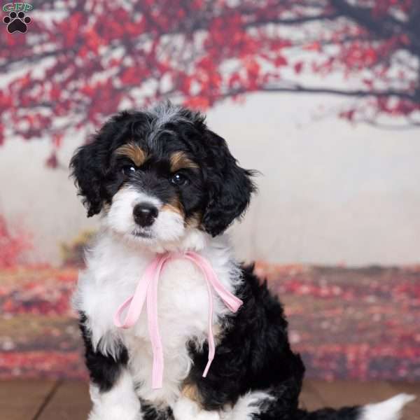 Rosie, Mini Bernedoodle Puppy